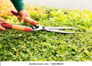 Hands cuts green bush with scissors 