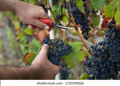 hands cutting grapes during the harvest