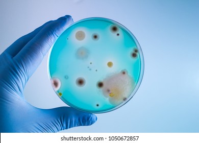 Hands Of Doctor With Petri Plate In The Laboratory / Technician With Bacterias Sample In Petri Dish