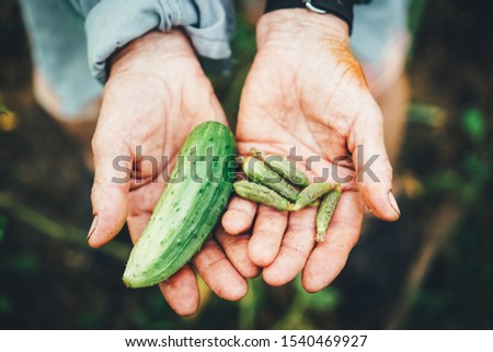 The hands of an elderly farmer who holds a freshly harvested crop