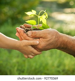 Hands of elderly man and baby holding a young plant against a green natural background in spring. Ecology concept