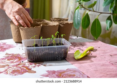 Hands of elderly woman ready to transplant pepper seedlings into peat pots at home. Early spring planting. Sprouts of bell pepper are ready for transplanting. Concept of organic vegetable growing. - Powered by Shutterstock