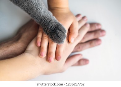 The hands of the family and the furry paw of the cat as a team. Fighting for animal rights, helping animals - Shutterstock ID 1233617752