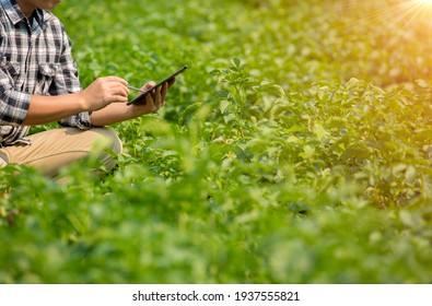 Hands Of Farmer, Agriculture Technology Farmer Man Using Tablet Modern Technology Concept Agriculture.