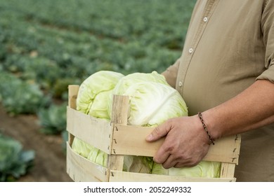 Hands Of Farmer Carrying Wooden Box With Cabbage Heads Against Plantation