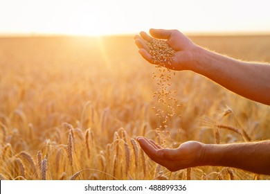 The hands of a farmer close up pour a handful of wheat grains in a wheat field. - Shutterstock ID 488899336