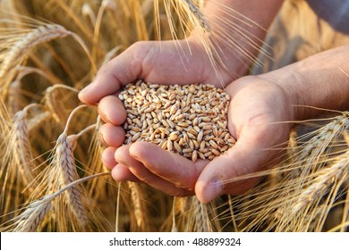 The hands of a farmer close-up holding a handful of wheat grains in a wheat field. - Shutterstock ID 488899324