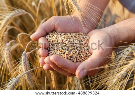 The hands of a farmer close-up holding a handful of wheat grains in a wheat field.