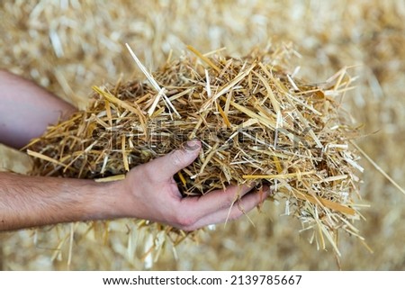 Hands of farmer holding bunch of hay, animal fodder.