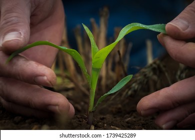 The Hands Of A Farmer Inspects A Tiny Stalk Of Freshly Emerged Corn Among The Wheat Stubble In A No Till Operation.