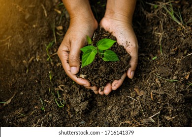  Hands Of The Farmer Are Planting The Seedlings Into The Soil