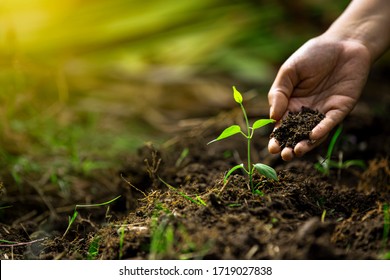  Hands Of The Farmer Are Planting The Seedlings Into The Soil