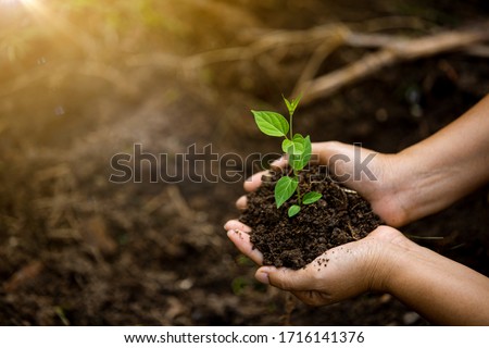  Hands of the farmer are planting the seedlings into the soil