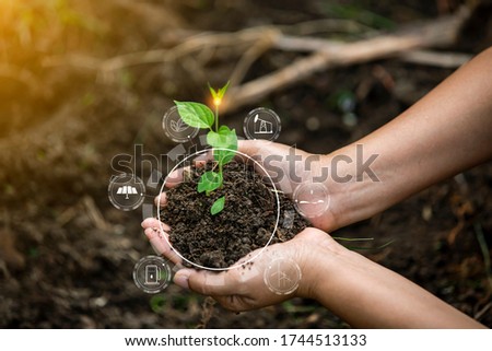 Hand holds young chili plant