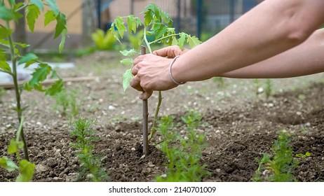 Hands of female Caucasian gardener fastening freshly planted seedling to stakes to provide strength and support plant growth - Shutterstock ID 2140701009
