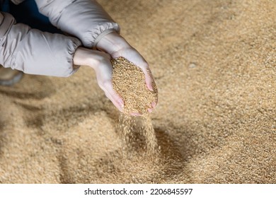 Hands Of Female Farmer Holding Handful Of Grinded Soy Husk On Background Of Large Pile. Healthy Organic Protein Ingredient Used In Livestock Feed