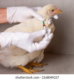 739 Poultry vaccine Images, Stock Photos & Vectors | Shutterstock