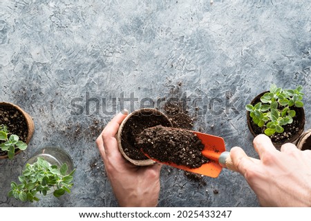 Hands filling a biodegradable peat pot with potting soil and oregano plants ready to transplant cuttings, on a concrete replica surface with copy space