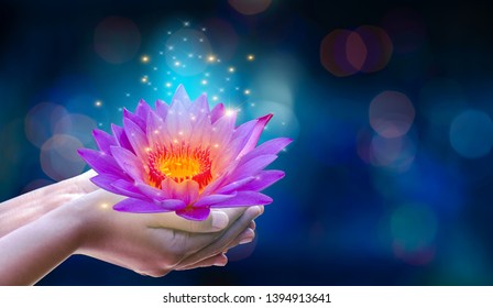 In the hands of a flower lotus Pink light purple floating light sparkle purple background