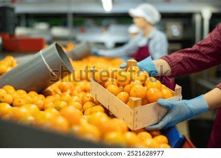 Hands of fruit sorting and packing warehouse worker holding wooden box with fresh ripe mandarins