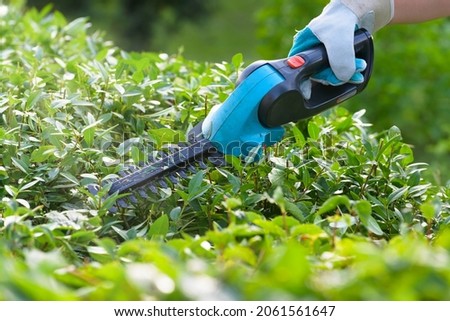 Hands with garden battery shears cutting a hedge  Foto d'archivio © 