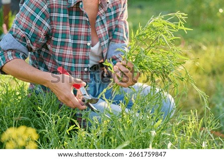 Hands with garden pruning shears cutting arugula plants on raised wooden kitchen bed