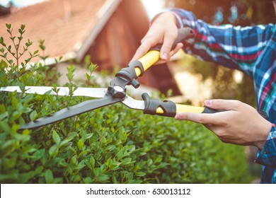 Hands With Garden Shears Cutting A Hedge In The Garden