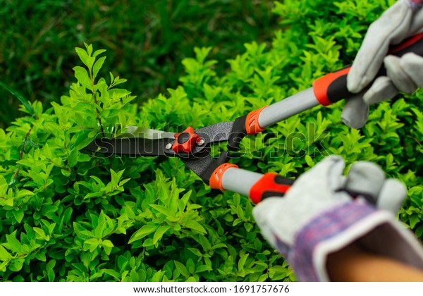 hands with garden shears and safety gutters\
pruning large plant stems. Topical garden and home. landscaping and\
gardening enthusiasts\
concept