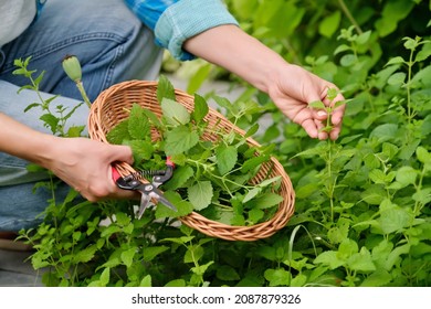 Hands With Garden Shears And Wicker Plate With Aromatic Fresh Lemon Balm Mint Melissa Officinalis Herbs