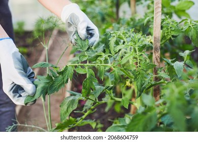 Hands Of Gardener Hold Tomatoes Leaves In The Garden. The Girl Takes Care Of Tomatoes And Herbs. Close Up.