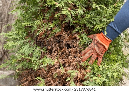 Hands of a gardener in protective glove, who is removing dry yellow branches of thuja trees. Close-up.