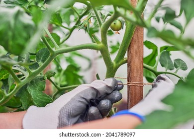 Hands of gardener tied up tomato in the garden. - Shutterstock ID 2041789097