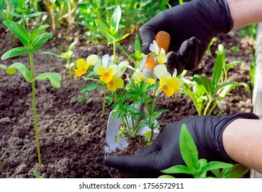 
Hands of a gardener woman in gloves plant pansy flowers in the garden using a garden tools. 