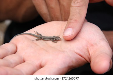 Tiny Reptile High Res Stock Images Shutterstock