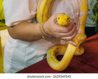 Hands gently holding a yellow python.
Person interacting with an exotic pet albino snake.
Close up of human hands and a yellow reptile.
Captivating moment with a beautiful albino python.