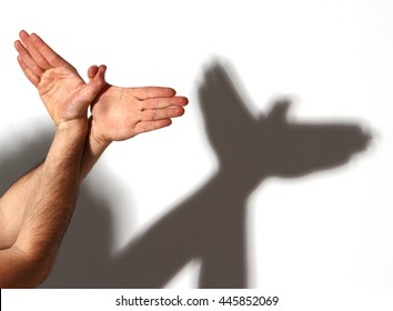 Hands gesture like dove on white background.

