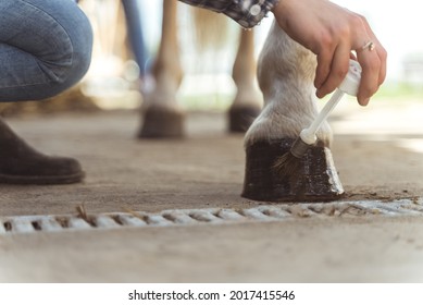 Hands of a girl applying Oil on a horse hoof. Light brown horses hooves are being oiled by its owner. Taking care and grooming of horses concept. Oiling hoof to protect them from damage.