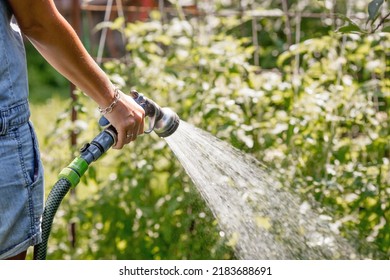 Hands of a girl with a watering hose close-up. The farmer's wife waters the tomatoes. The concept of caring for agricultural plants and harvesting. - Powered by Shutterstock