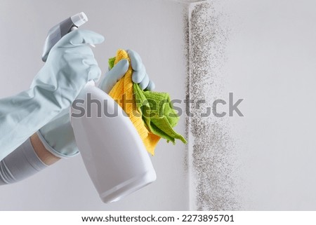 Hands with glove and spray bottle isolated on wall with mold. Eliminate Mold with Specialized Anti-Mold Products. Search cleaning company support. Shopping cleaning products or Housekeeping concept.