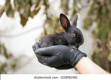 Hands in gloves hold a small black rabbit. Biological research concept.