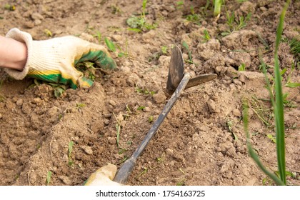 Hands in gloves plant seedlings and water the beds in the summer heat.