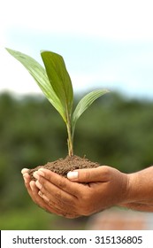 hands grab tree seedlings in a nursery
