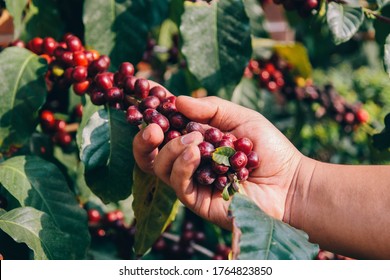 hands of a Guatemalan farmer grabbing fruit crops from a coffee plantation