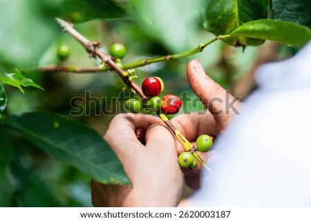 Hands of the Harvest: The Human Touch Behind Every Coffee Bean