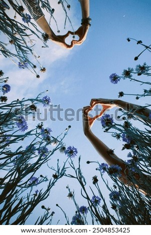 Image, Stock Photo Seen from the frog’s perspective: Lavender, poppy and curious woman
