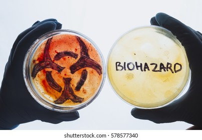 Hands Hold Petri Dishes With Biohazard Word Symbol Sign. Contaminated Water Food Concept. Dangerous Infectious Disease. Medical Lab Testing Research. Bacterial Infection Control Prevention Outbreak