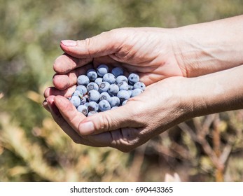 The hands hold a several ripe berries of blueberry on the background of green bushes.