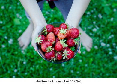 ﻿children's hands hold strawberries in a bowl on the green background