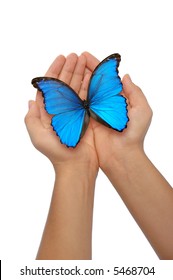 Hands holding a blue butterfly against a white background