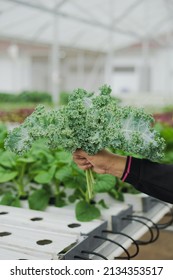 hands holding a bouquet of kale vegetables. hydroponic kale. hydroponic vegetables. Potrait orientasion.